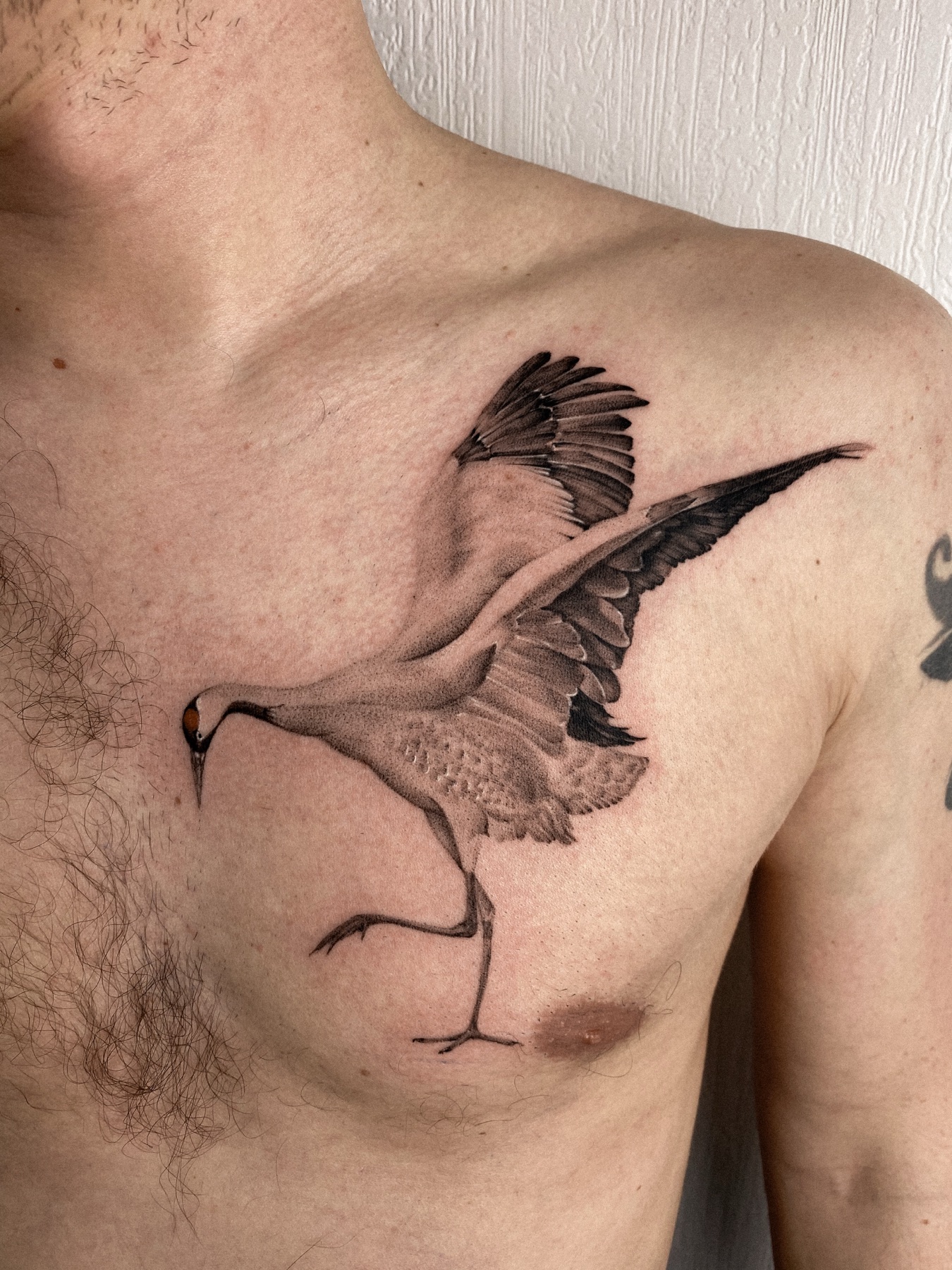 Micro-Realism-Kranich-Tattoo auf der Brust